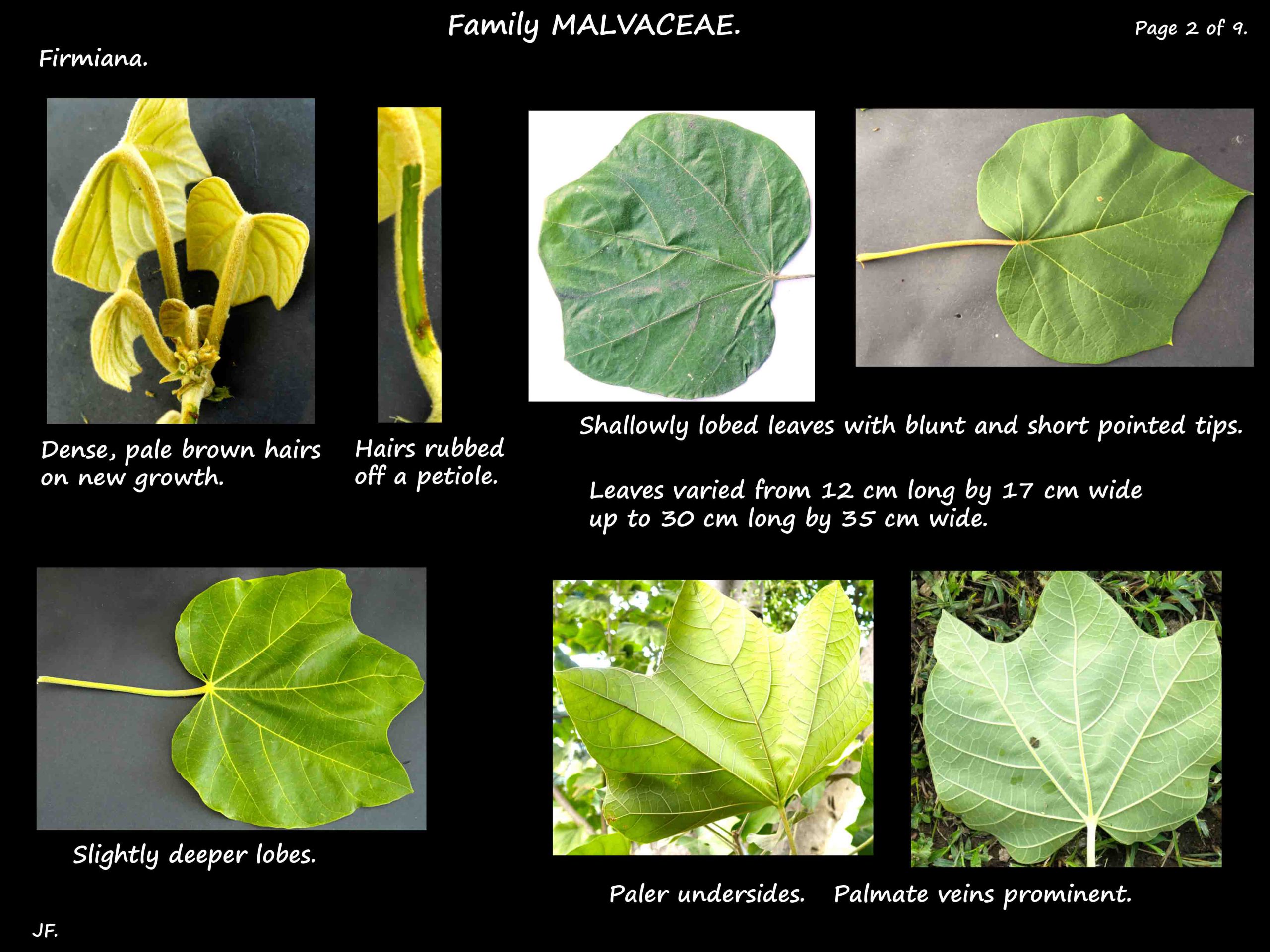 2 Firmiana simplex leaves